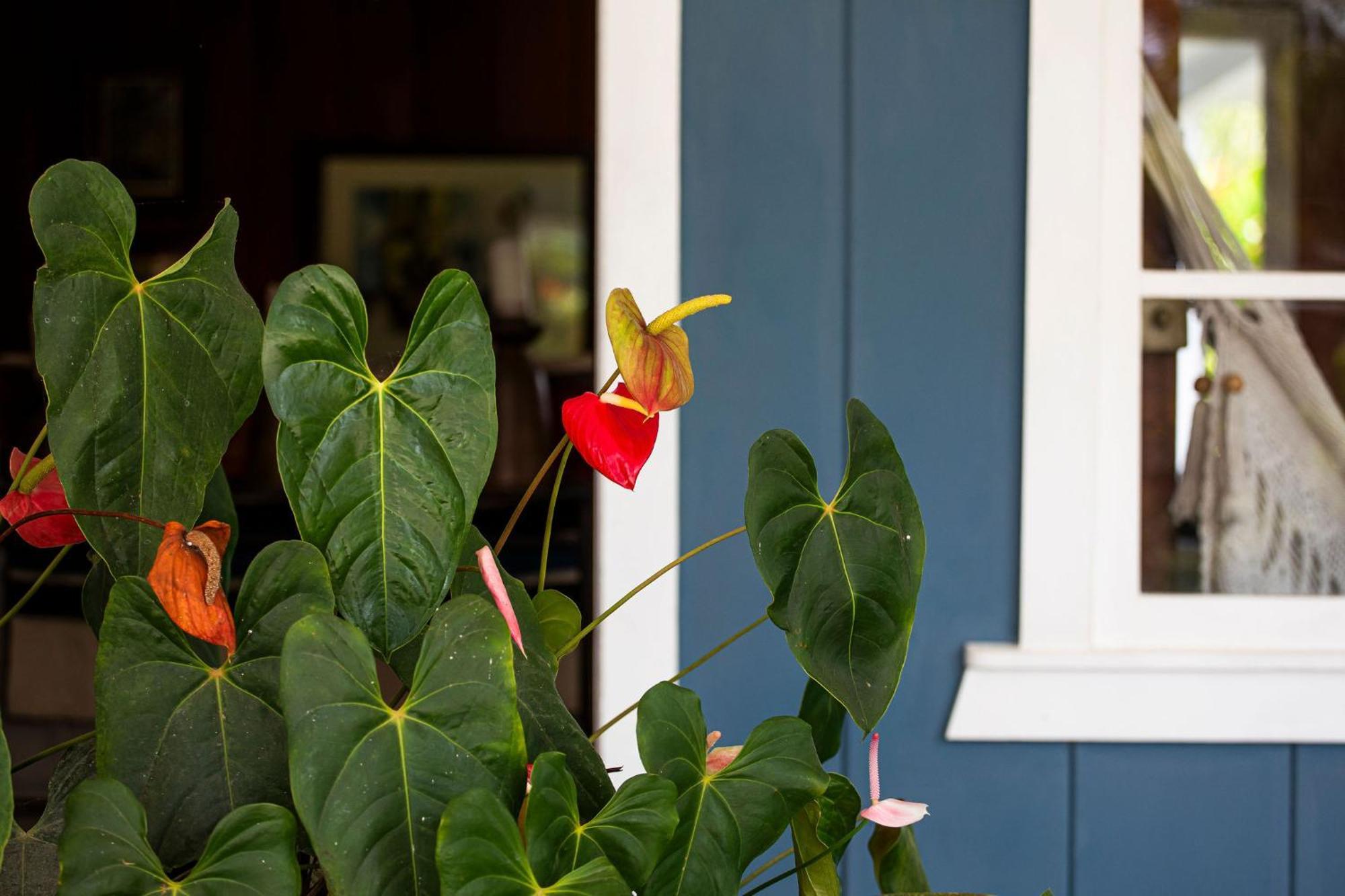 Aquiares Coffee Farm Casa Hacienda La Esperanza Bed & Breakfast Turrialba Dış mekan fotoğraf